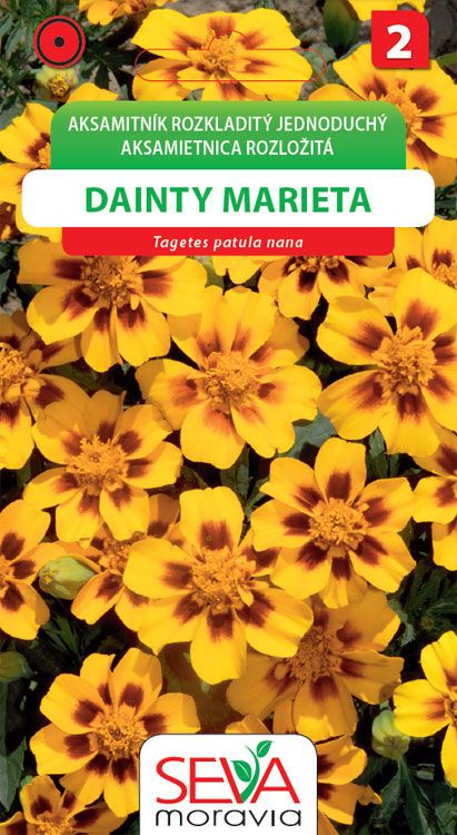 Aksamitník Dainty marieta