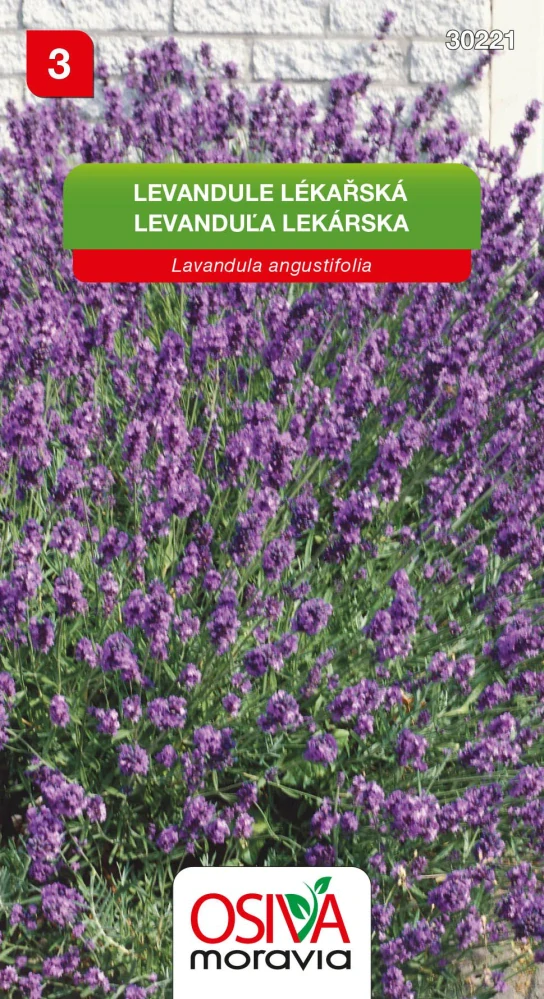 Levandule lékařská 