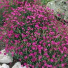 Hvozdík slzička Maiden pink