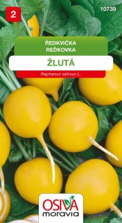 Ředkvička žlutá poloraná