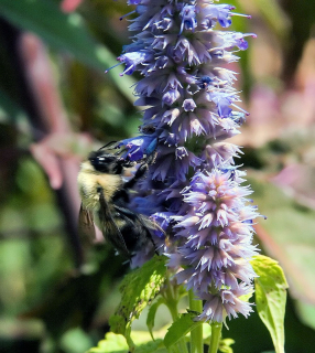 Agastache vrásčitá