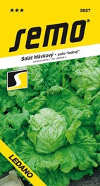 Salát ledový raný polní Ledano