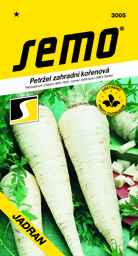 Petržel kořenová Jadran